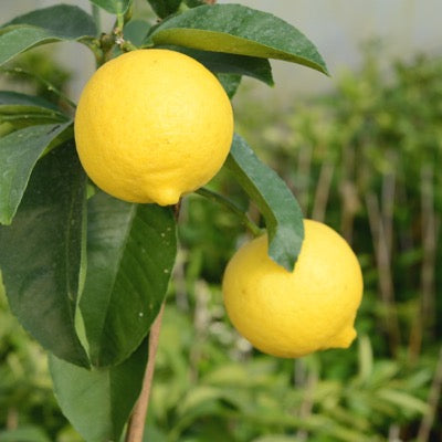 Palestine Sweet Lime (Citrus limettioides)