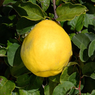 Quince 'Smyrna' (Cydonia oblonga)