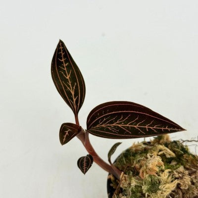 Ludisia discolor 'Spiderman' (Jewel Orchid)