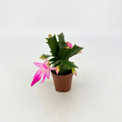 Schlumbergera truncata (Christmas Cactus)