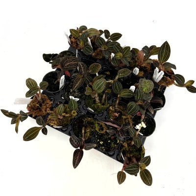 Jewel Orchid assorted