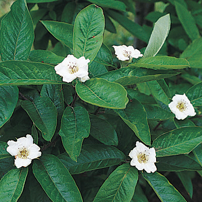 Medlar 'Marron' (Mespilus germanica)