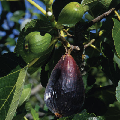 Fig 'Black Spanish' (Ficus carica)
