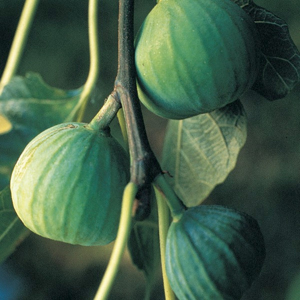 Fig 'Lattarulla' (Ficus carica)