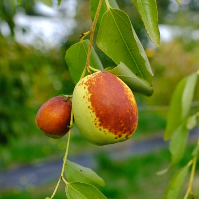 Jujube 'Empress Gee' (Ziziphus jujuba)