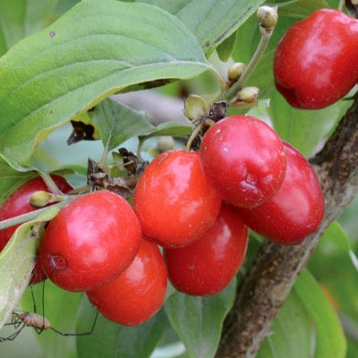 Cornelian Cherry 'Coral Blaze™' (Cornus mas)
