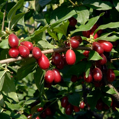 Cornelian Cherry 'Red Dawn' (Cornus mas)
