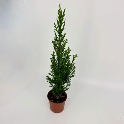 Chamaecyparis lawsoniana 'Ellwoods Empire' (Lawson Cyprus)