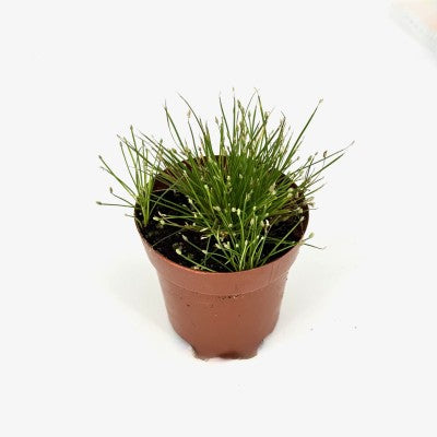 Eleocharis radicans (Bonsai Grass)