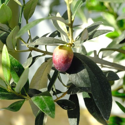 Olive 'Universal™' (Olea europaea) NN