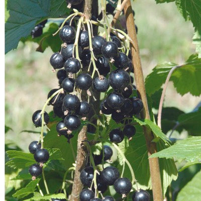 Black Currant 'Delindmoi' (Ribes spp) 1gal NN