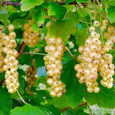 White Currant 'Blanka' (Ribes spp.)