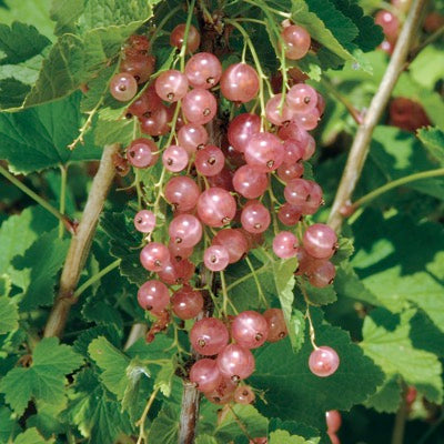 Pink Currant 'Champagne' (Ribes spp.)