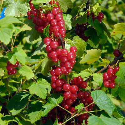 Red Currant 'Heros' (Ribes spp.)