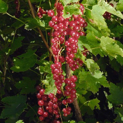 Red Currant 'Honeywood' (Ribes spp.)