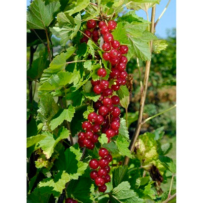 Red Currant 'Rubina' (Ribes spp.)