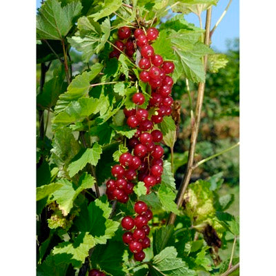 Red Currant 'Rubina' (Ribes spp.)