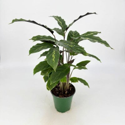 Calathea 'Maui Queen' (Prayer Plant)