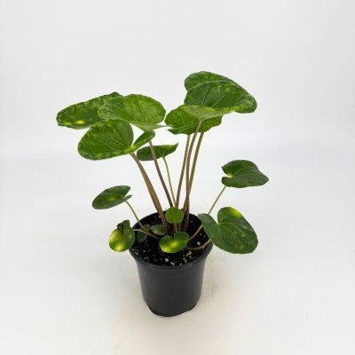 Farfugium japonicum 'Firefly' (Leopard Plant)