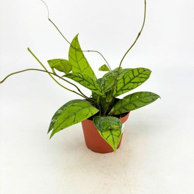 Hoya callistophylla (Wax Plant)