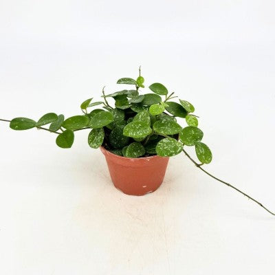 Hoya mathilde (Wax Plant)
