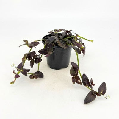Tradescantia 'Jose Puig' (Inch Plant - SymbiOp Garden Shop