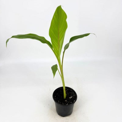 Musa sikkimensis 'Ever Red' (Japanese Banana)
