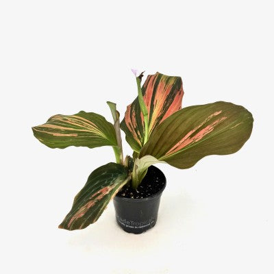 Kaempferia rotunda 'Jungle Rose' (Peacock Ginger)
