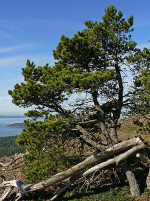 Pinus contorta ssp. Contorta (Shore Pine)