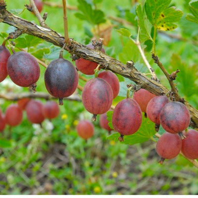 Gooseberry 'Selby' (Ribes uva-crispa)