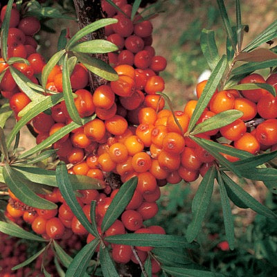 Seaberry 'Botanica™' (Hippophae rhamnoides)