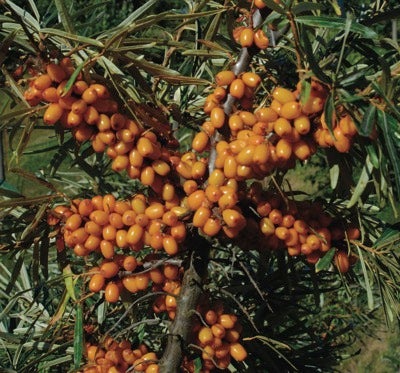 Seaberry 'Garden's Gift™' (Hippophae rhamnoides)