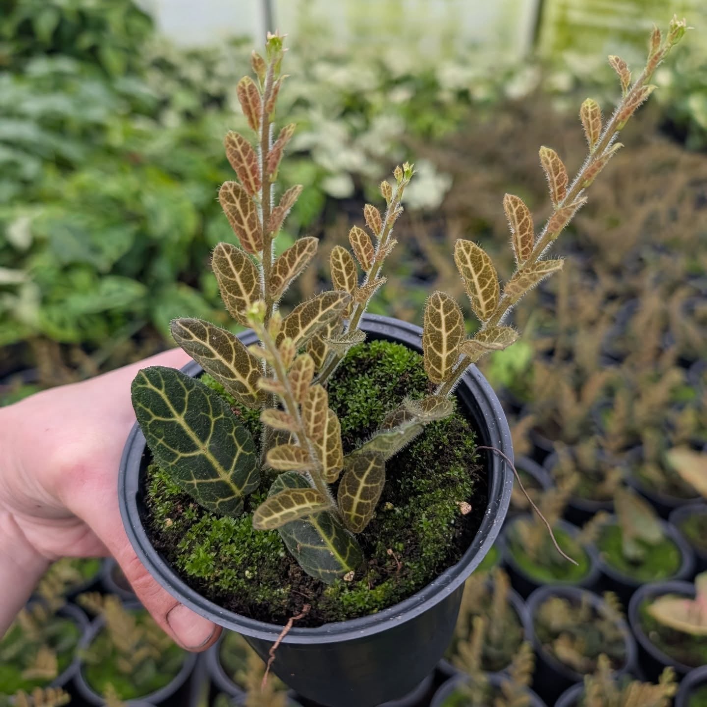 Solanum evolvulifolium (Twining Nightshade)