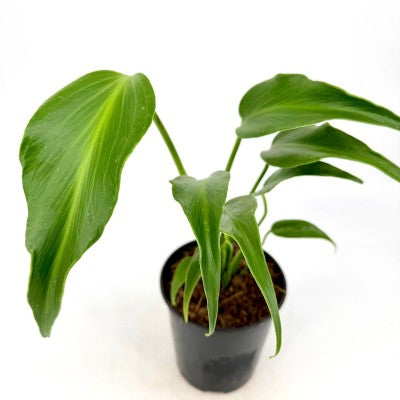 Monstera 'Burle Marx Flame' (Monstera)