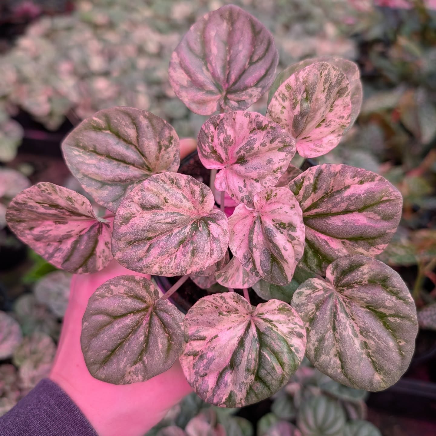 Peperomia caperata 'Abricos' (Ripple Plant)