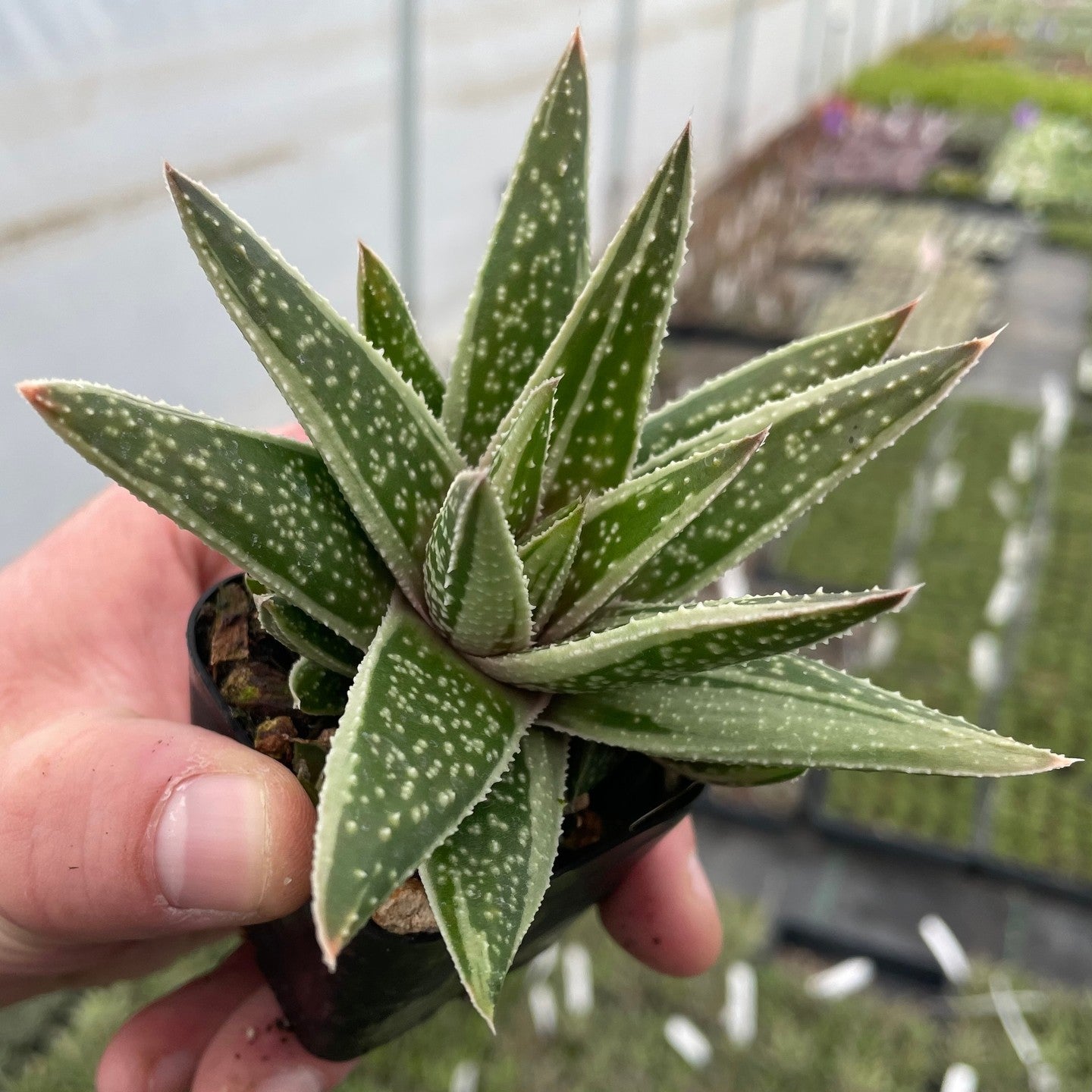 Gasteria 'Kaleidoscope'