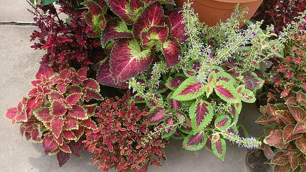 Coleus Assorted Coleus Assorted - SymbiOp Garden Shop