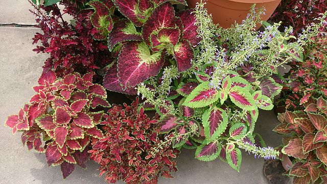 coleus house plants for sale Coleus Assorted