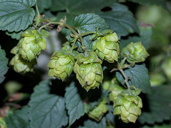 Humulus lupulus (Hops) 'Centennial' - SymbiOp Garden Shop
