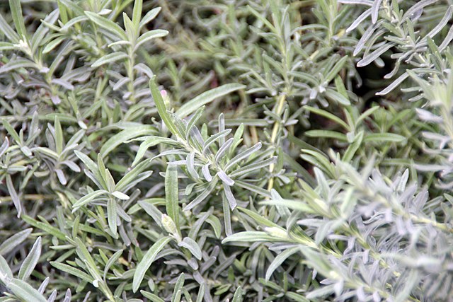 otto quast lavender plant Lavander 'Otto Quast' (Lavandula st.)