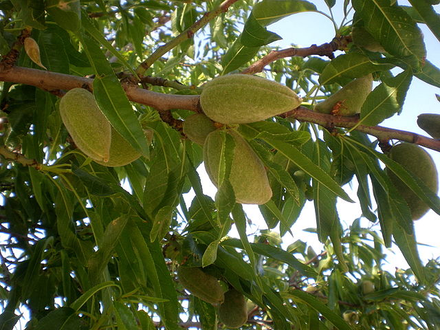 Almond 'Seaside' (Prunus dulcis)