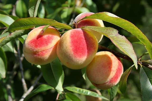 Peach 'Salish Summer' (Prunus persica)