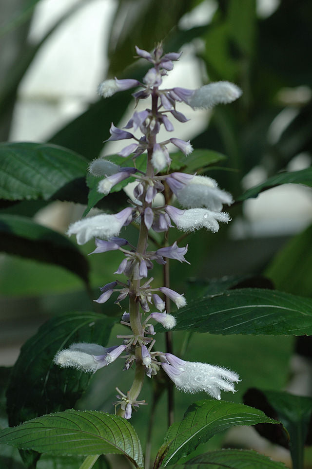 Salvia divinorum (Diviner's Sage)