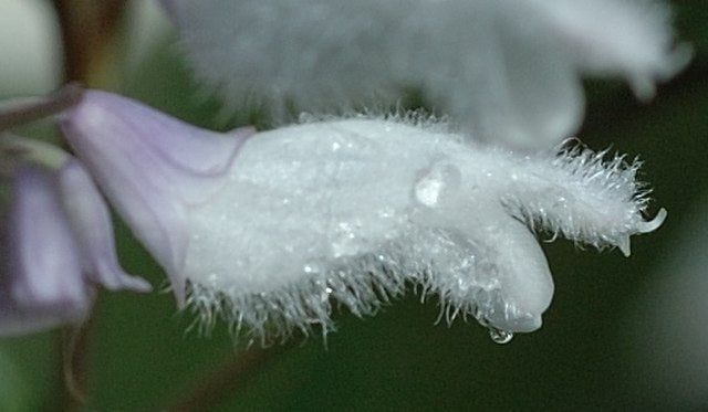 Salvia divinorum (Diviner's Sage)