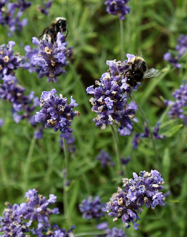 hidcote superior lavender seeds Lavender, English 'Hidcote Superior' (Lavandula angustifolia)
