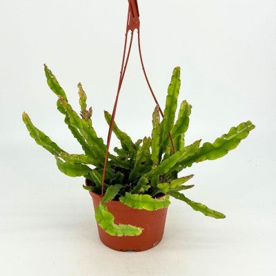 Lepismium cruciforme f. spiralis (Hurricane Cactus)