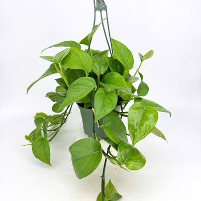 Epipremnum aureum 'Green Queen' (Pothos)