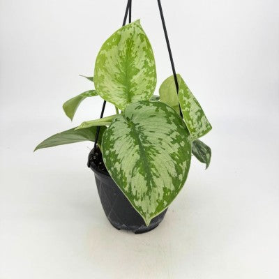 Scindapsus 'Army' (Pothos) - SymbiOp Garden Shop