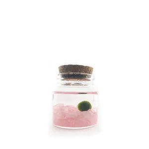 Moss Amigo (Pet Marimo Balls - Aegagropila linnaei) - SymbiOp Garden Shop