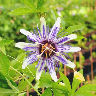 Passionflower 'Bluepop' (Passiflora incarnata)